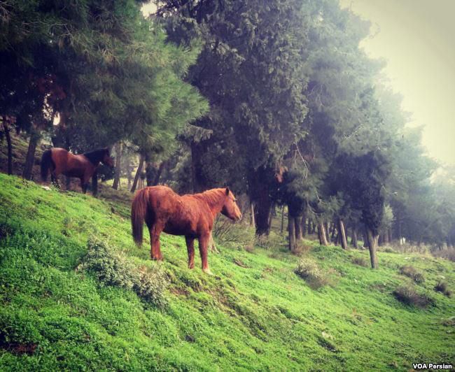 اسب وحشی دامنه کوه های مانیسا- ترکیه