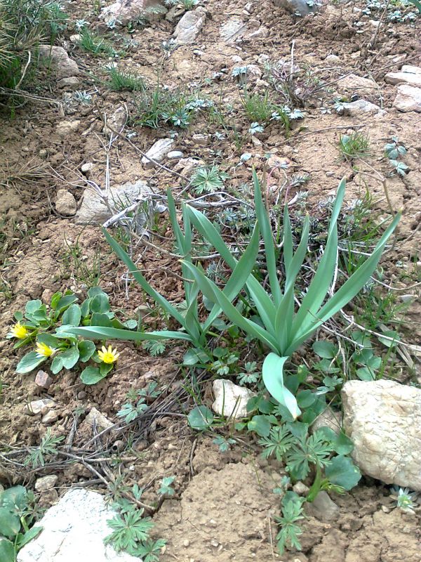 ÙØªÛØ¬Ù ØªØµÙÛØ±Û Ø¨Ø±Ø§Û ØªØ±Ù Ú©ÙÙÛ 