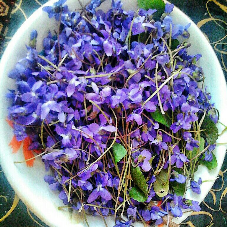 گیاه دارویی بنفشه 