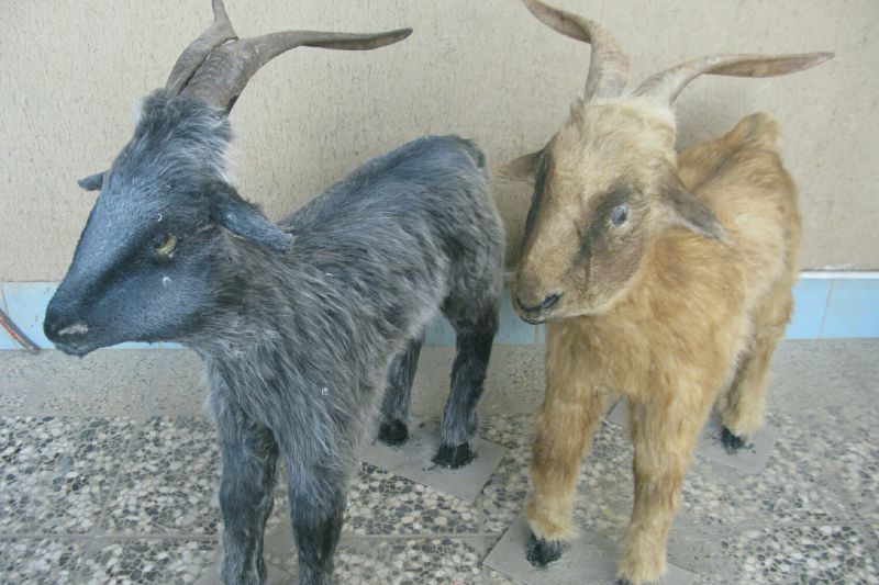 تکمیل مجسمه ی بز تکمیل مجسمه ی بز