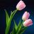 amirjan