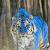 tiger blue