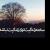 رضا