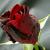 عابدی
