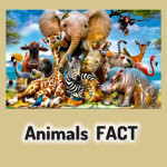 Animals_Fact