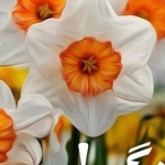 mahdiyaran_iran (گروه فرهنگی هنری حضرت حجت (عج)