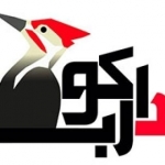 دارکوب