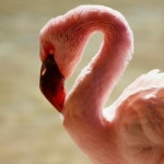 Flamingo Life sen