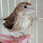 مهدی