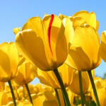 بهترین کلیپ دنیا
