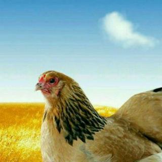 پرورش مرغ بومی (قسمت توضیحات توجه شود)