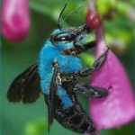 carpenterbee