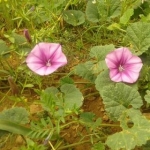 کُر بختیاری