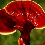 گانودرما درمانی9تیم تحقیقاتی فردوسی 09355151052