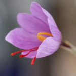 زعفران گلخانه ای
