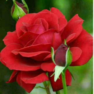 تماشاخانه