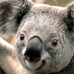 باحالستان سرزمینی باحال برای باحال ها  فالو=فالو  ویدیو